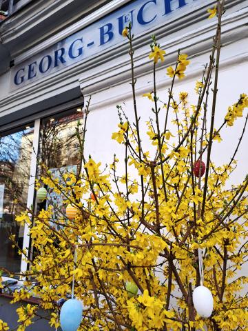 Forsythien vor unserem Buchladen